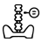 spine
